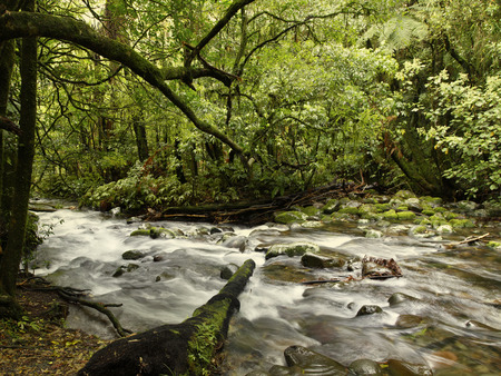 Fast flowing stream in tropical rain forest