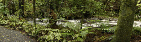 Water flowing in tropical rain forest