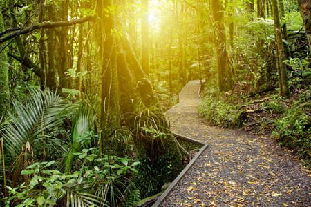 Walking trail in New Zealand tropical forestの写真素材