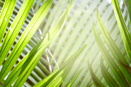 Closeup of green leavesの写真素材