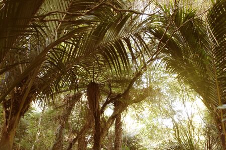 New Zealand tropical jungle forestの写真素材