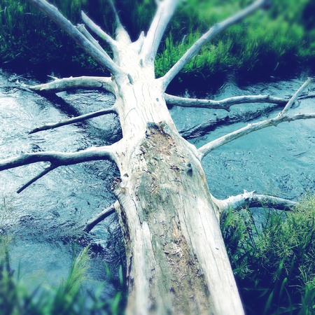 Fallen log across streamの写真素材