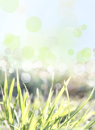Blades of grass and sunlight spring backgroundの写真素材