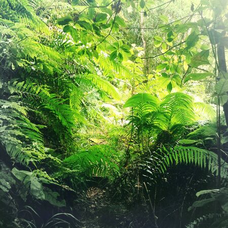 Lush green foliage in tropical jungle