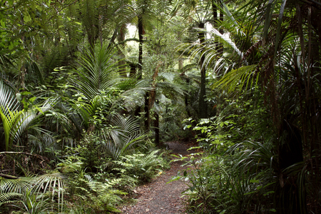 Walking trail in tropical forestの写真素材