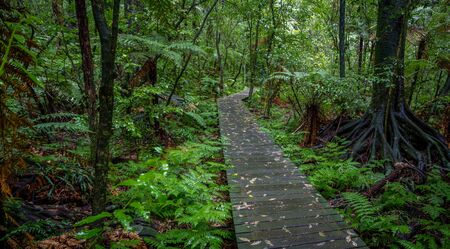 Boardwalk in lush tropical forestの写真素材