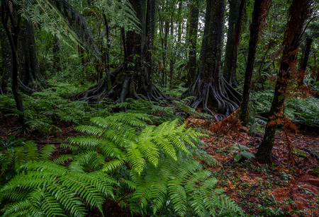 Lush green foliage in tropical jungle 