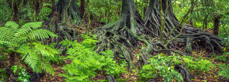 Tree roots and ferns in tropical jungle の写真素材