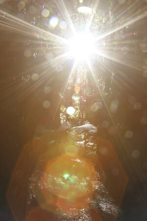 Sunlight shining in tropical jungle