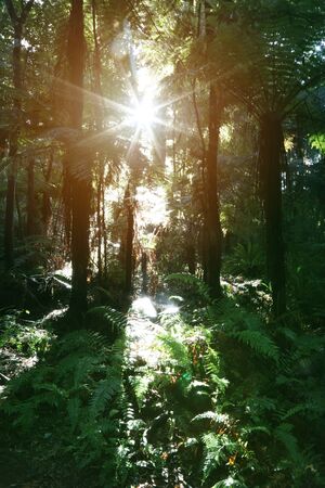 Sunlight shining in tropical jungleの写真素材