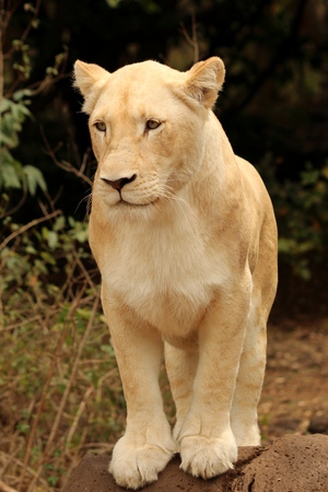 Jalani - The White Lioness standing on her favourite rockの写真素材