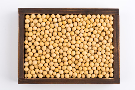 soybean isolated on white backgroundの写真素材