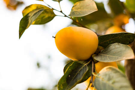 Persimmons at fruit garden, Valencia