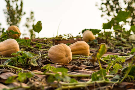 Orange pumpkins on the pumpkin patch.の写真素材