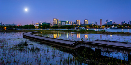 Wooden Bridge In Mangrove Forestのeditorial素材