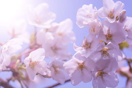 Pink Flowersの写真素材