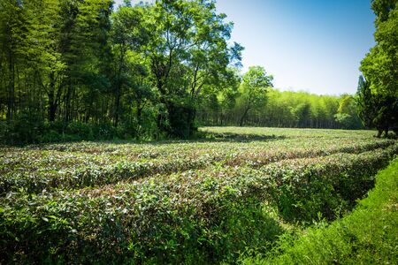 Green tea garden, hill cultivationの写真素材