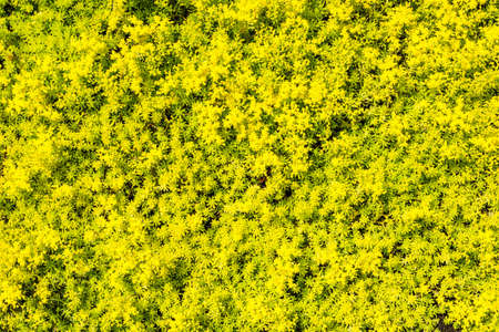 Grass backgroundの写真素材