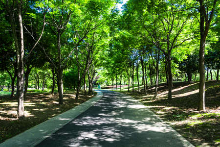walkway in garden at bangkok,Thailand