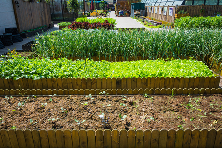 vegetables farmのeditorial素材