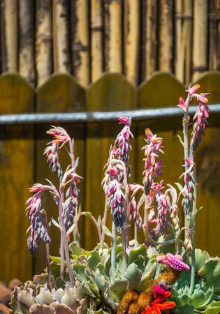 Succulentの写真素材