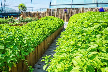 vegetablesの写真素材