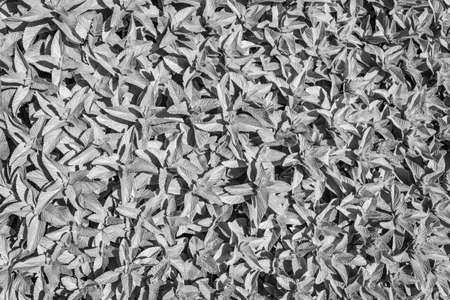 vegetablesの写真素材