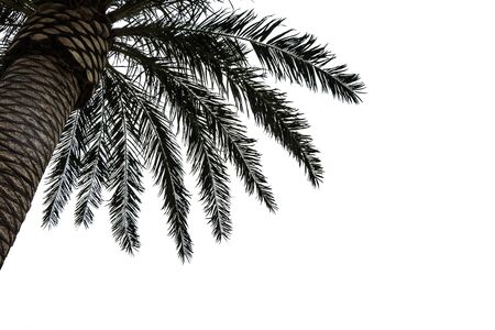 Green leaves of tree isolated on white backgroundの写真素材