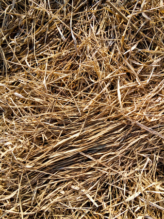Dry yellow straw grass backgroundの写真素材