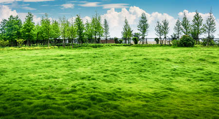 green grass field in  city parkの写真素材