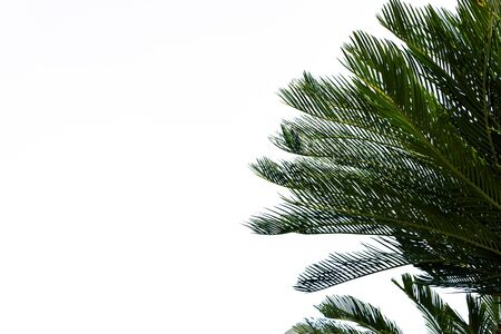 Green leaves of tree isolated on white backgroundの写真素材