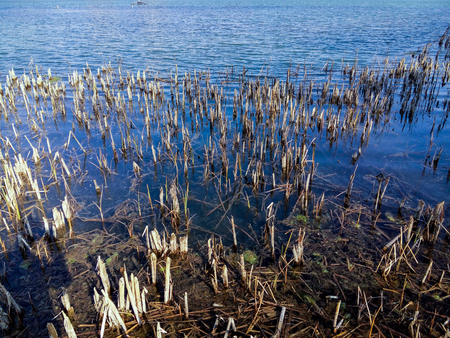 aquatic plants in waterの写真素材