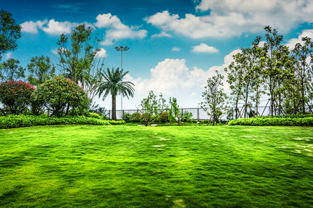 green grass field in  city parkの写真素材