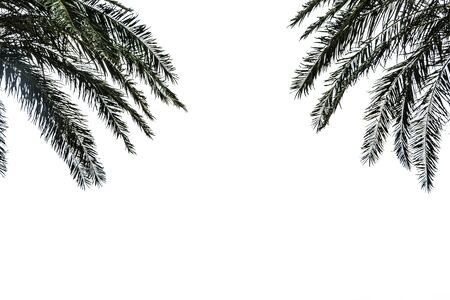 Green leaves of tree isolated on white backgroundの写真素材