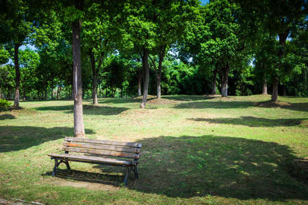 Coniferous forest at dawnの写真素材