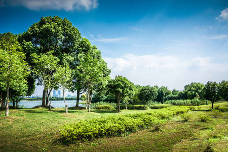 Coniferous forest at dawnの写真素材