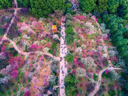 Chidorigafuchi park with full bloom sakura in Tokyo, Japan.の写真素材