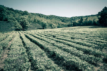 Green tea garden, hill cultivationの写真素材