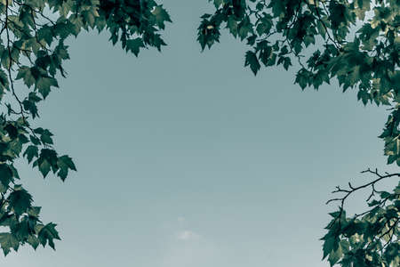 Green leaves and sunの写真素材