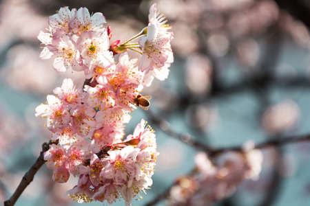Cherry Blossom in spring with Soft focus, Sakura season in korea.の写真素材