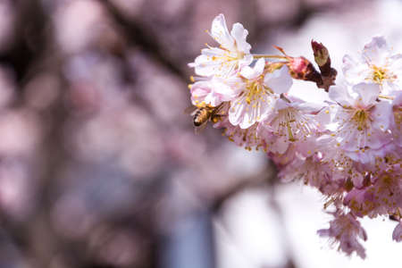 Cherry Blossom in springの写真素材