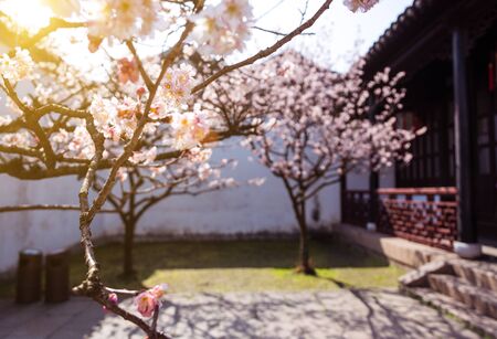 Cherry blossoms in the yardの写真素材