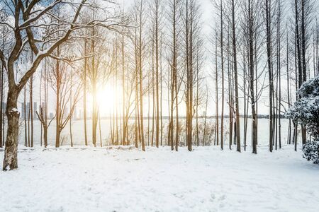Park in snow sceneryの写真素材