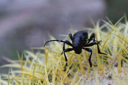 Big Black Beetle Bug Crawling acrooss a Cactusの写真素材