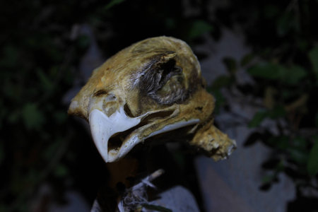 Skull from the Skeletal Remains of a Bird of Preyの写真素材