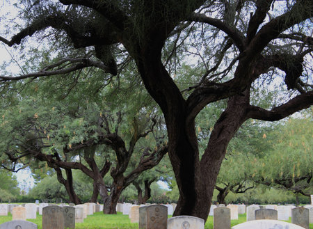 Creepy and Ominous Graveyardの写真素材