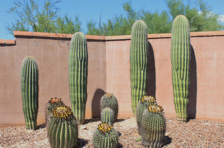 Desert southwest saguaro cactusの写真素材