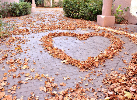 Colorful Fall leaves LOVE the coming winter in southern Arizonaの写真素材