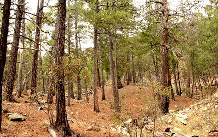 High in the Mountaians of Southern Arizonaの写真素材