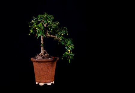 bonsai tree on a tableの写真素材
